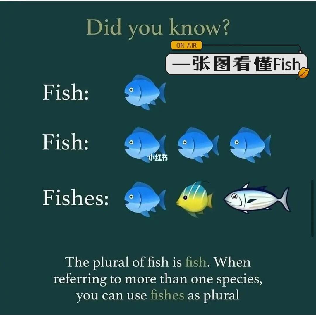 fish可数吗-图1